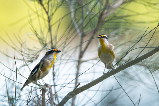Striated Pardalote, other common names include pickwick, wittachew and chip-chip, with the scientific name being Pardalotus striatus.