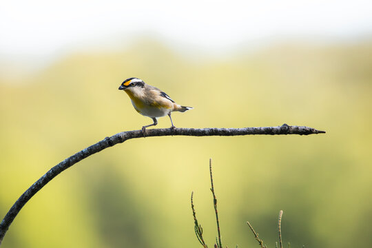 Striated Pardalote, other common names include pickwick, wittachew and chip-chip, with the scientific name being Pardalotus striatus.