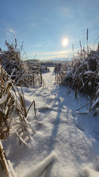 Winter landscape by the lake with phragmites and trees background. ice on the river, Common reed. on the river bank. behind a group of reeds by the lake in winter. Frozen, on a cold winter day. focus