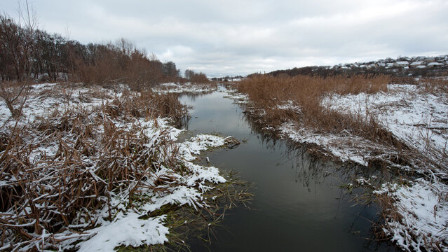 Winter landscape by the lake with phragmites and trees background. ice on the river, Common reed. on the river bank. behind a group of reeds by the lake in winter. Frozen, on a cold winter day