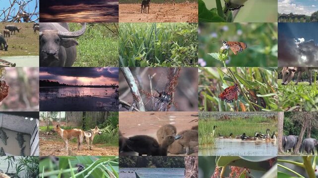 Montage Video Wall Showing Multiple Revolving Panels with Diverse Themes. screens. Safari Tour National Park. Africa savannah Landscape. Wildlife Scenery. Game Drive Background. Animals. nature Wild