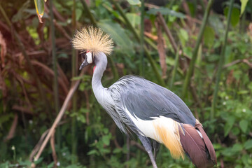 Fototapeta premium Grey crowned crane with golden stiff feathers on head standing near tropical green foliage.