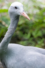 Fototapeta premium Blue crane bird head and neck profile with light grey feathers standing outdoors.