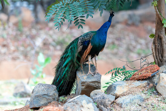 Male peacock with colorful blue neck and long tail feathers standing on rocks under tree branches.