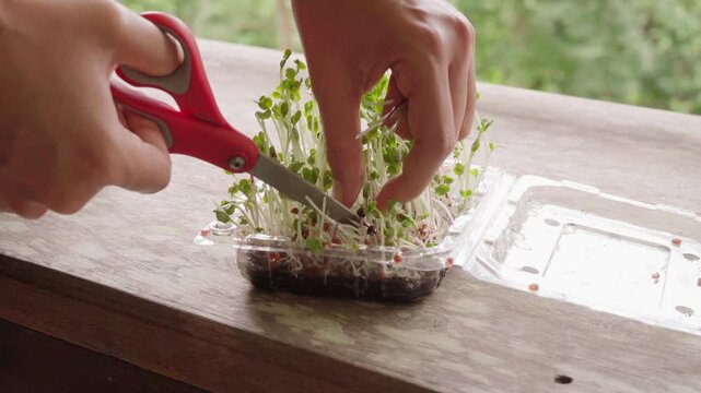 Close-up of adult hands carefully harvesting fresh broccoli microgreens with scissors from a homegrown tray, highlighting home gardening, fresh food production, and sustainable living.