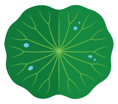 Green lotus leaf with water droplets, flat vector illustration of a round aquatic plant leaf with detailed veins, natural botanical element for naturethemed designs