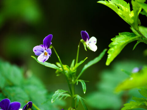 The purple-and-white pansy is an ornamental plant; its upper petals are purple and the lower ones are white, with colorful markings in the center that resemble a ghostly face.