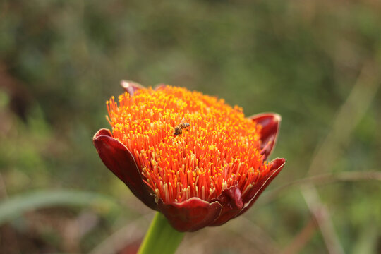 The Paintbrush Lily (Scadoxus Puniceus), also known as Snake Lily, Rooikwas (Afrikaans) or Isisphompho (Zulu). A striking indigenous South African bulb with bright red and orange flowers.