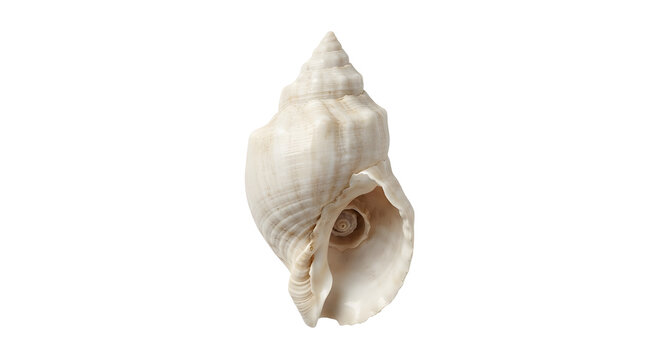 Beautiful white sea shell conch isolated on black background