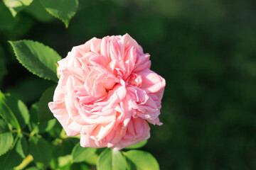 Fototapeta premium Varietal rose blooms in a garden with green leaves on a sunny day