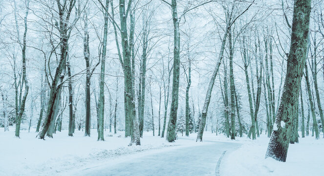 Winter nature landscape background. Tall bare trees lining a curved empty pathway. Snow-covered ground and a pale icy sky creating a quiet winter forest scene
