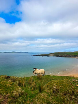Scottish Blackface ewe and her lamb on a grassy cliff, with a beach and ocean in the background