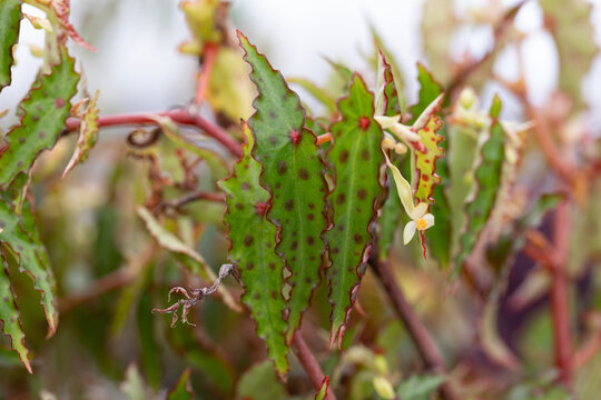 Close-up of Begonia amphioxus, an exotic tropical houseplant with serrated green leaves covered in distinctive dark spots, red stems, and delicate white flowers.