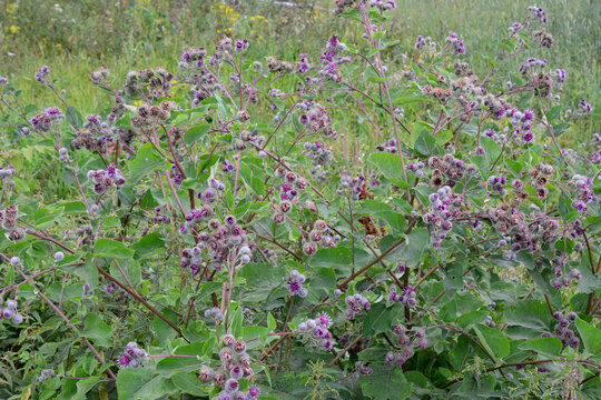 Burdock Plant with Purple Flowers in Meadow, Arctium lappa