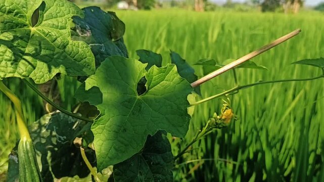Green pumpkin leaves in a rice field. 4K video.