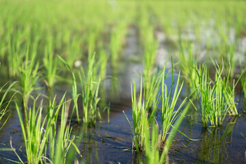 Obraz premium Vibrant Green Rice Sprouts in Flooded Paddy Field