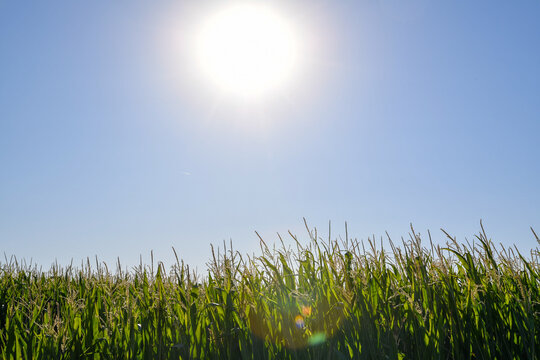 Maisfeld im Gegenlicht der Sonne unter blauem Himmel. Landwirtschaft, Sommer, Ackerbau, Nutzpflanze, l&auml;ndliche Landschaft, Wachstum, Erntezeit und sonnige Naturstimmung.