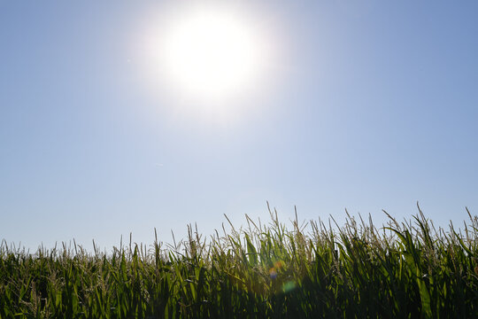Maisfeld im Gegenlicht der Sonne unter blauem Himmel. Landwirtschaft, Sommer, Ackerbau, Nutzpflanze, l&auml;ndliche Landschaft, Wachstum, Erntezeit und sonnige Naturstimmung.