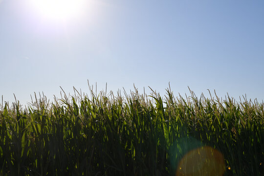 Maisfeld im Gegenlicht der Sonne unter blauem Himmel. Landwirtschaft, Sommer, Ackerbau, Nutzpflanze, l&auml;ndliche Landschaft, Wachstum, Erntezeit und sonnige Naturstimmung.