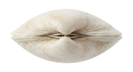 Detailed white bivalve clam seashell showing hinge teeth isolated on black background © Jurairat
