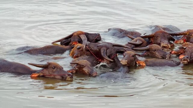 Water Buffalo Herd Swimming River Wildlife, Brown Animal with Curved Horn, Wet Fur and Head Above Calm Water, Peaceful Social Behavior in Natural Aquatic Habitat
