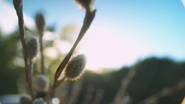 Sunlight rays glowing behind pussy willow branches in early spring.