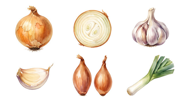 Onion and garlic bulbs are presented in a series of realistic watercolor illustrations for culinary reference.