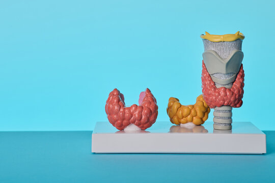 Detailed anatomical models showing healthy thyroid gland and goiter pathology for endocrine system check-up.