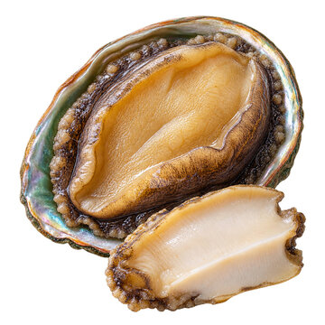 Fresh abalone in shell with slice isolated on transparent background