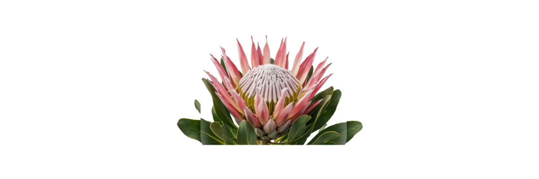 A single king protea flower with pink petals and green leaves on a white background, for floral projects, isolated on a, transparent background