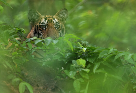 A tiger cub through foliage in the jungle of Tadoba Andhari Tiger Reserve, India