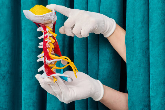 Gloved hands demonstrating anatomical model of human cervical spine with nerves and muscles. Vertebroology consultation and cervical osteochondrosis treatment.