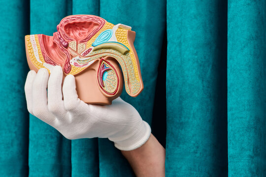 Gloved hand holding sagittal section model of male reproductive and urinary organs. Urology diagnostic consultation and prostatitis treatment.