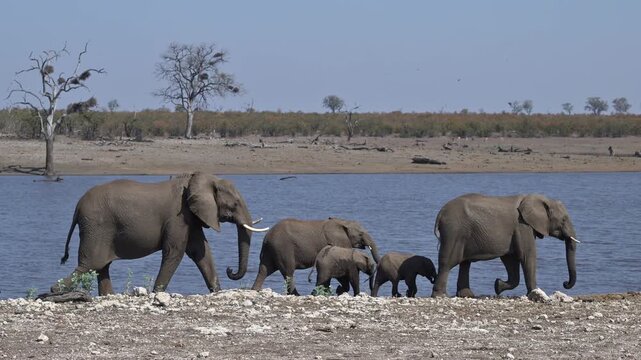 Herd of african elephants walking along waterhole in savanna wilderness.