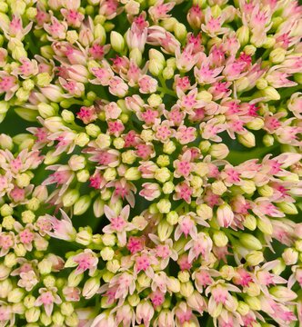  Blooming pink sedum flowers texture background full frame