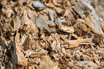 Fototapeta premium Decaying wood bark texture with natural pattern
