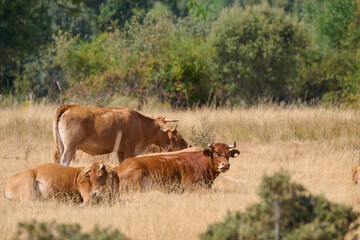 Cows resting and grazing in a dry summer field © Juanma