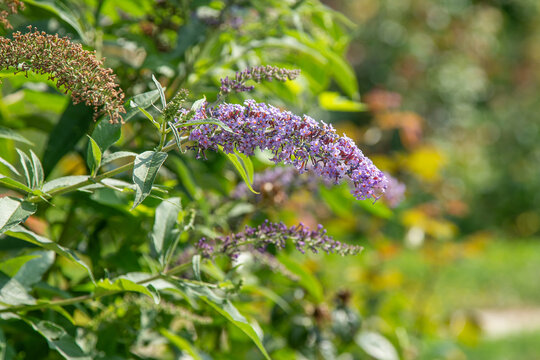 Buddleja davidii flower of a purple ornamental shrub