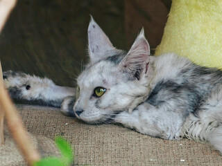 cat on the floor © 于喆 洪