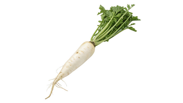 Fresh white daikon radish root with greens isolated on transparent background for traditional Asian culinary salad recipes.