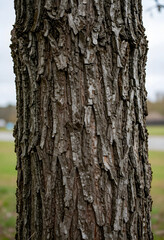Fototapeta premium Nature conservation and forest ecology, detailed tree bark texture of a mature deciduous tree in a park environment with organic patterns and lines