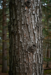 Fototapeta premium Nature conservation and forest ecology, close up of rough pine tree bark texture with deep grooves and natural patterns in a woodland environment
