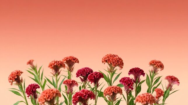 Vibrant Celosia Flowers Bordering a Warm Peach Background