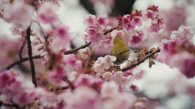 A Japanese white-eye bird forages among deep pink cherry blossoms along the Itokawa River in Atami, Japan.