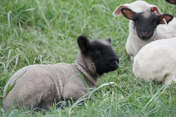 Newborn black-faced lamb resting in lush green grass in spring © Lars