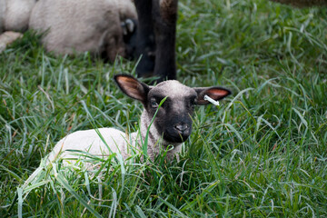 Black-faced lamb lying in tall grass looking at the camera in spring © Lars