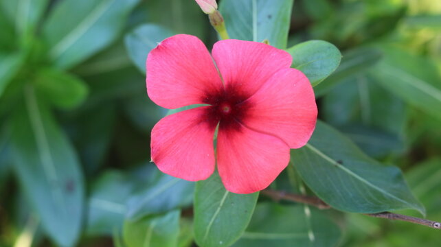 Beautiful Pink Nayantara Flower | Catharanthus Roseus | Stunning Nature Flower Video