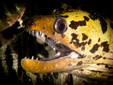 Fimbriated moray eel ((Gymnothorax fimbriatus)