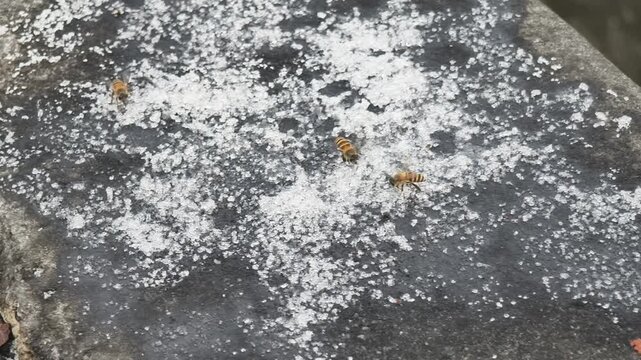 Honey bees gathering and eating sugar on the ground 