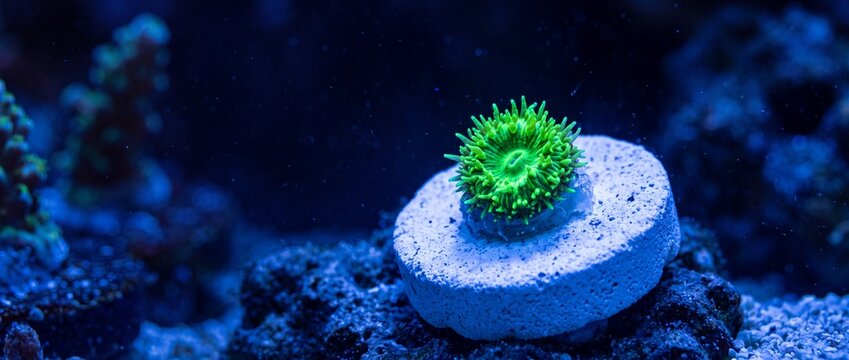 Bright green polyp coral frag on white ceramic plug base surrounded by deep blue aquatic aquarium environment for saltwater reef hobbyists